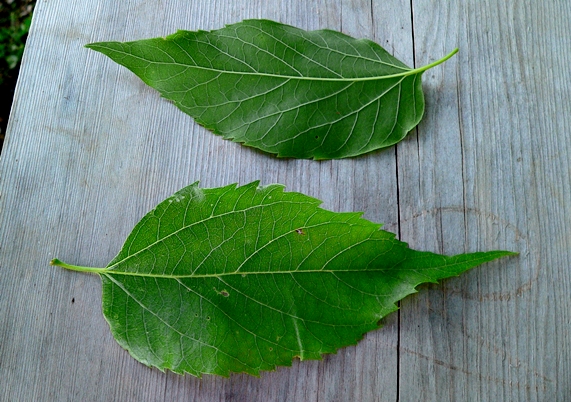 {Celtis occidentalis}